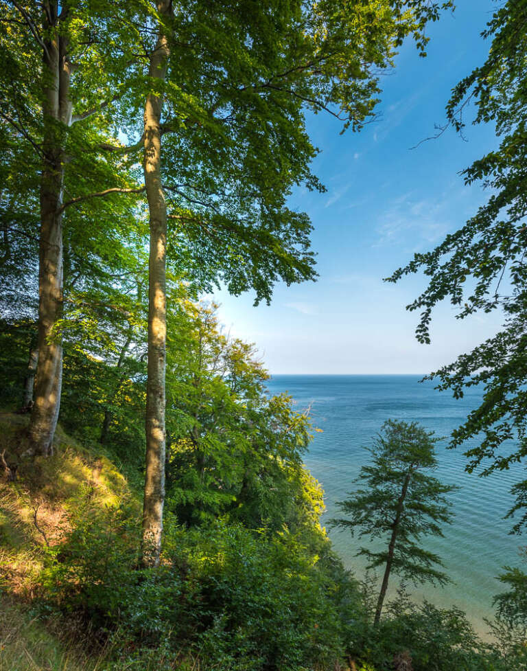 Meeresfotografie – Bäume an den Hängen des Nationalparks Jasmund