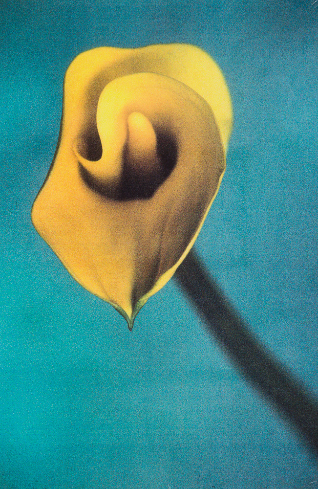 Experimentell – Calla, C-Print, Hamburg 1989