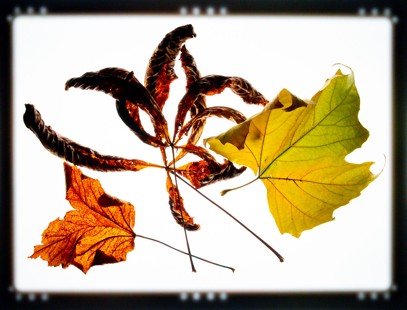 herbstblaetter-fotoworkshop-stillleben Die Dünen und die Ostsee in Heidkate an der Kieler Außenförde im Sonnenlicht bei kräftigen Westwind.