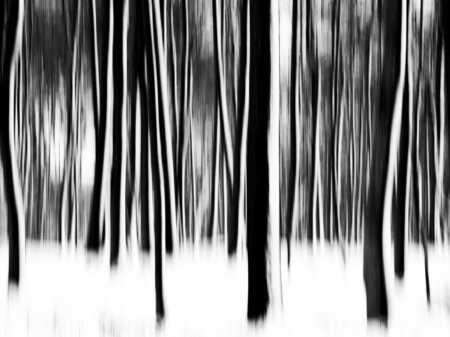 Silvia Wellenkamp, Winterwald, 2026