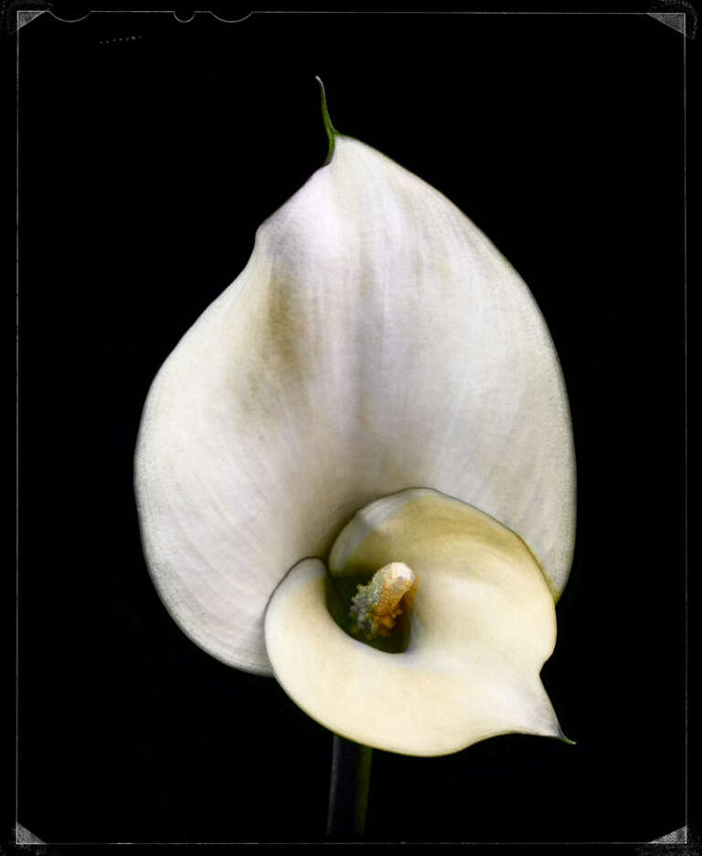 Duografie – Weiße Calla, 2017